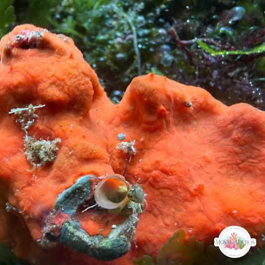 Orange Encrusting Sponge | Unknown sp.