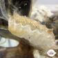 Assorted Bivalve | Pectinidae spp.