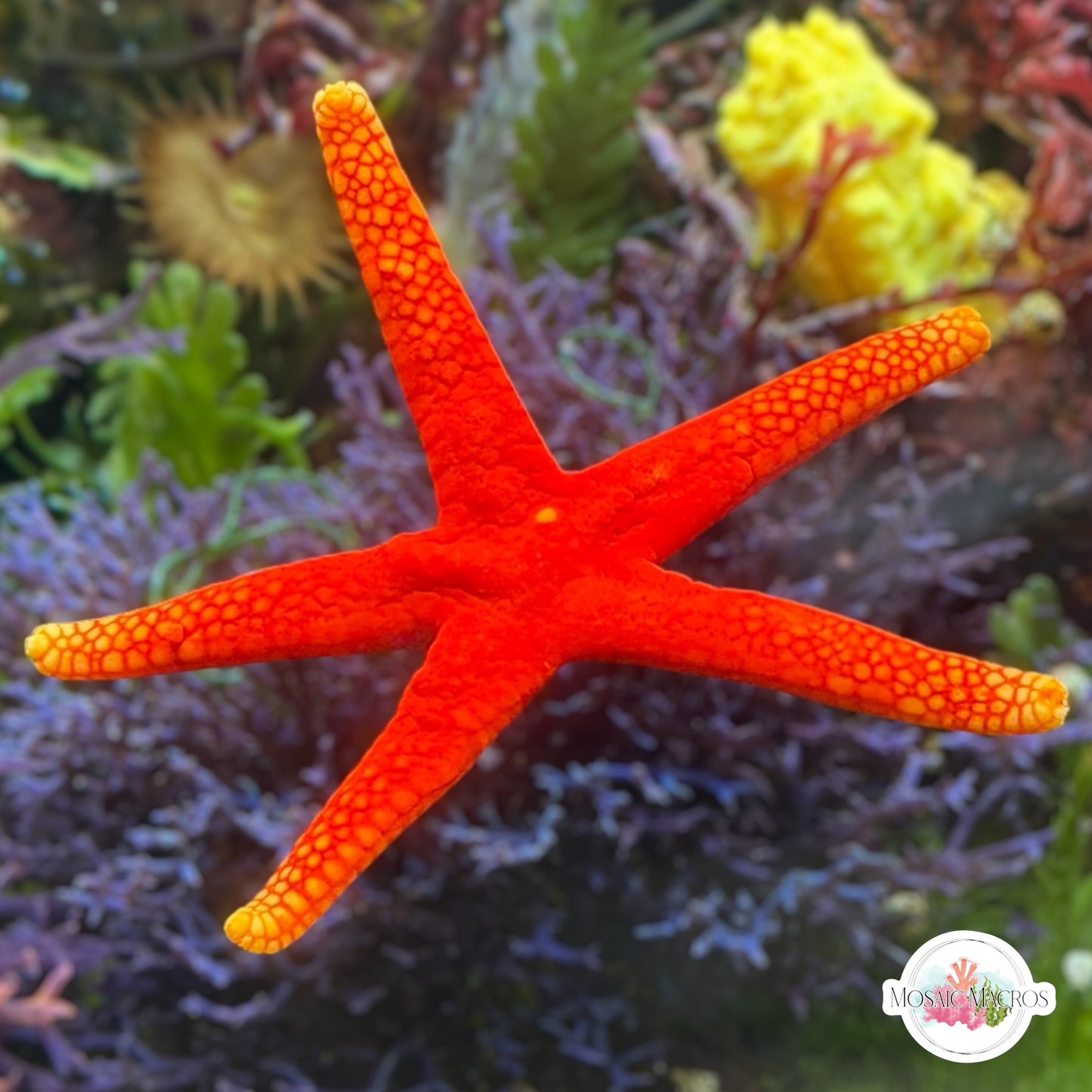 Pacific Yellow-Tip Starfish | Fromia pacifica