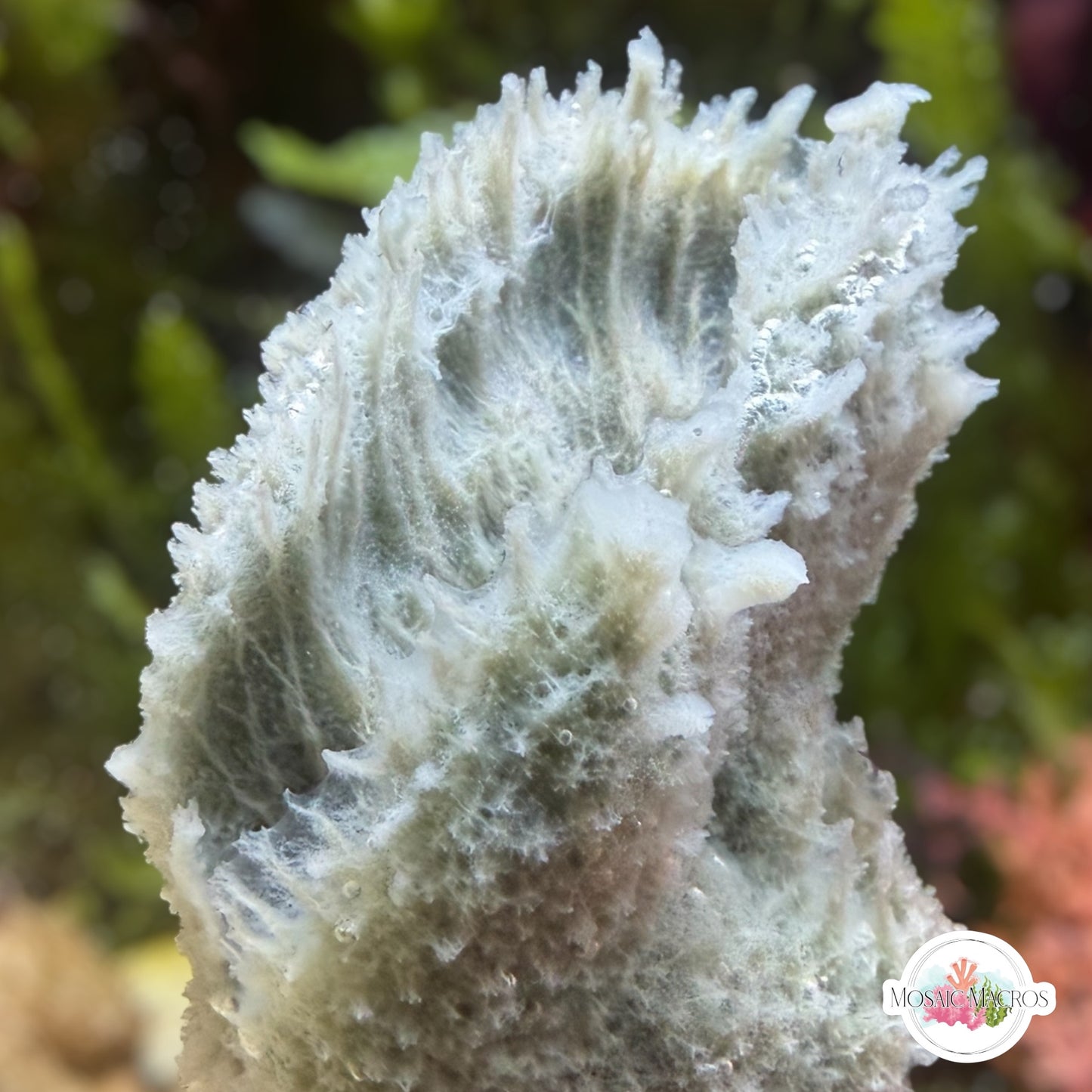 White Vase Sponge | Unknown sp.