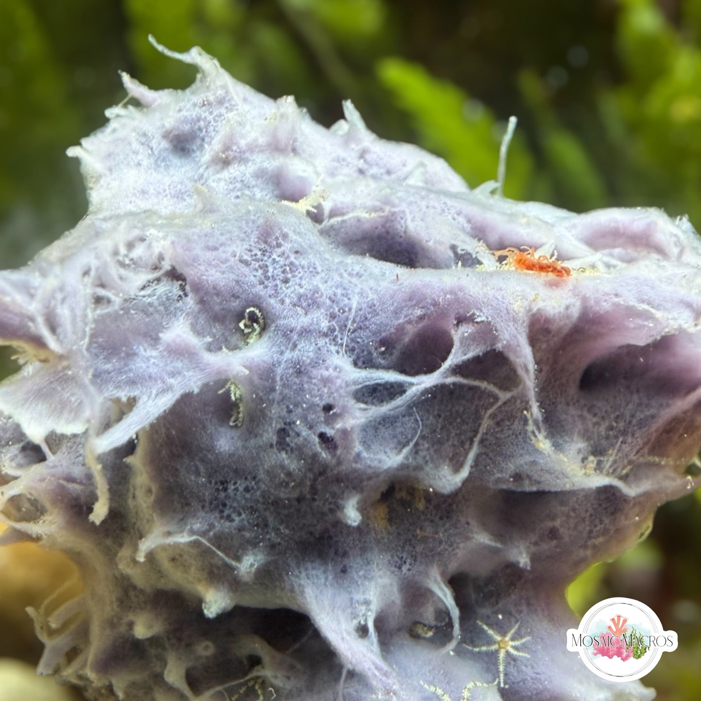 Indigo Blue Sponge | Unknown sp.