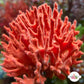 Red Beard Sponge | Unknown sp.