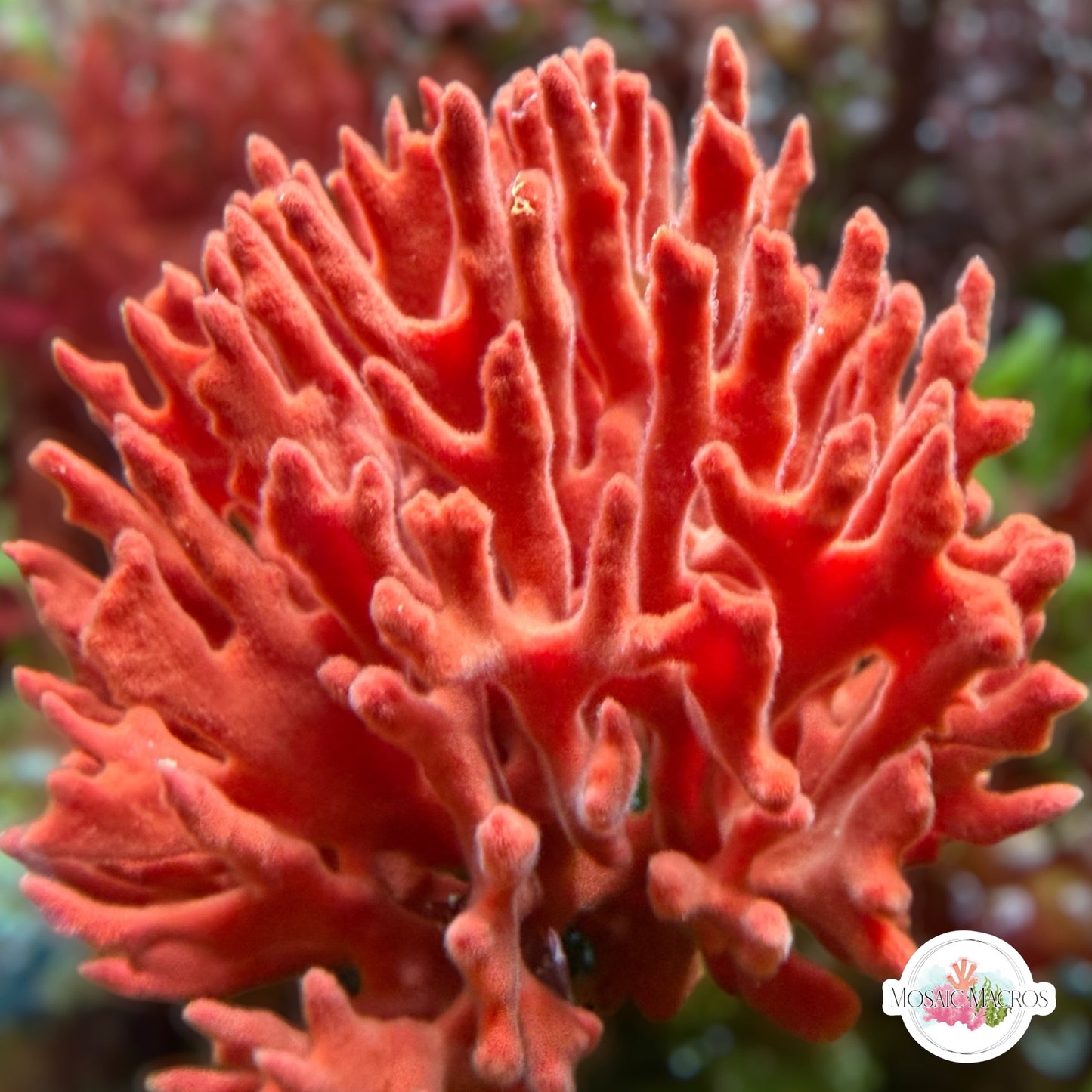 Red Beard Sponge | Unknown sp.