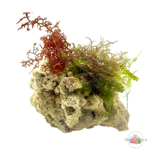 WYSWYG Elegant Lace, Purple Hypnea, & Caulerpa (Naturally Attached to Rock)