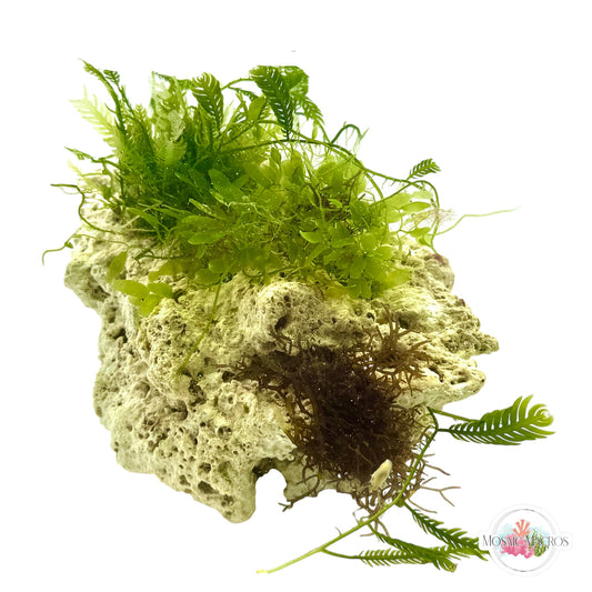 WYSWYG Blue Ochtodes & Caulerpa (Naturally Attached to Rock)