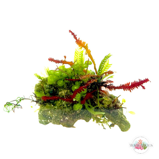 WYSWYG Red Fern, Blue Ochtodes, & Caulerpa (Naturally Attached to Rock)