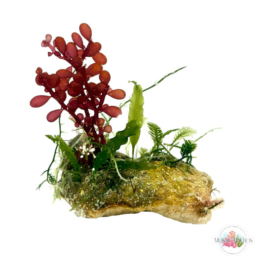 WYSWYG Red Grape & Caulerpa (Naturally Attached to Rock)