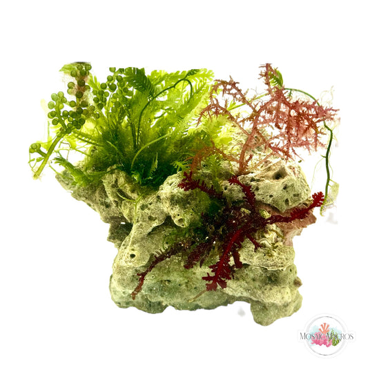 WYSWYG Acanthophora, Blue Ochtodes, Red Fern, & Caulerpa (Naturally Attached to Rock)