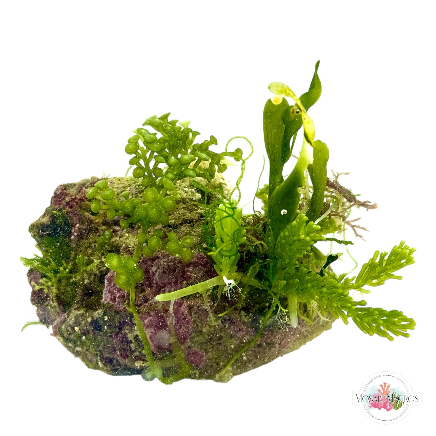 WYSWYG Caulerpa, & Coralline (Naturally Attached to Rock)