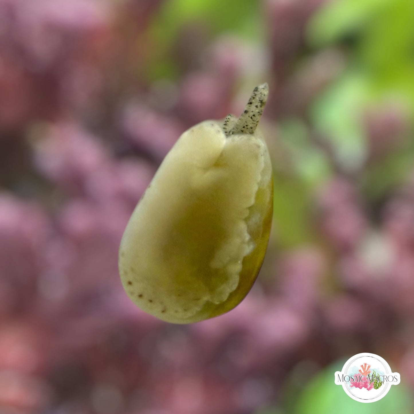 Glowing Marginella Snail | Marginella sp.