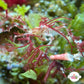Macro-Decorator Frilly Arrow Crab | Podochela sp.