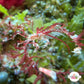 Macro-Decorator Frilly Arrow Crab | Podochela sp.