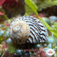 Virgin Nerite Snail | Vitta virginea