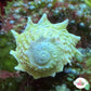 Ninja Star Snail | Lithopoma phobiu