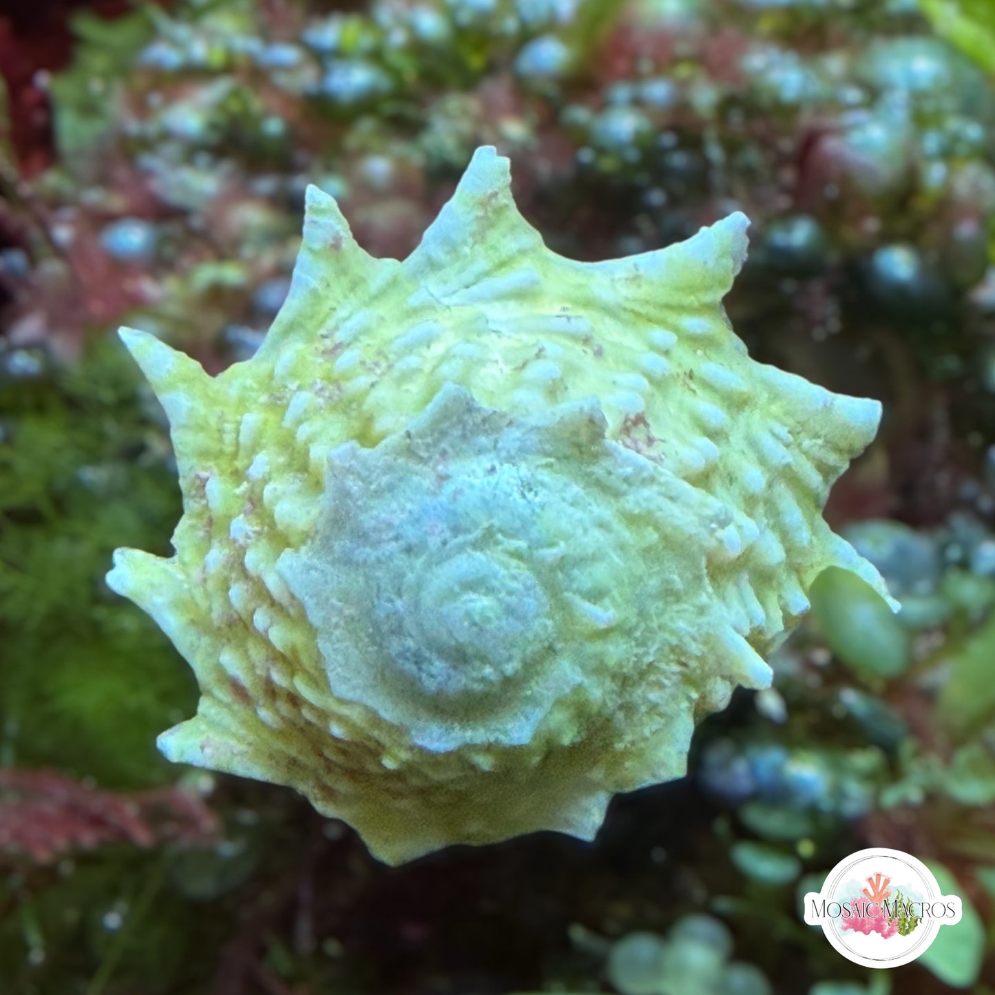 Ninja Star Snail | Lithopoma phobiu