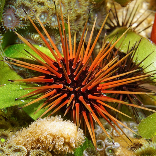 Reef Urchin | Echinometra viridis
