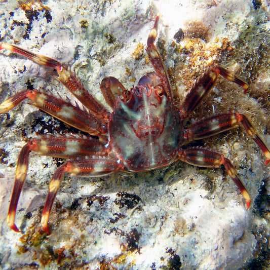 Sally Lightfoot/Nimble Spray Crab | Percnon gibbesi