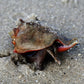 Florida Fighting Conch Snail | Strombus pugilis