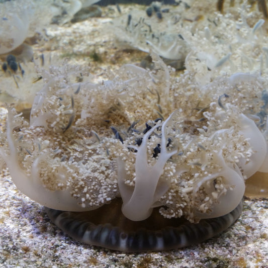 Upside-Down Jellyfish | Cassiopea spp.