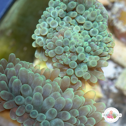 Green Bubble-Tip Anemone | Entacmaea quadricolor