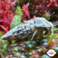 White Hairy Hermit Crab | Paguristes karenae