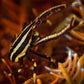 Crinoid Squat Lobster (Assorted) | Allogalathea sp.