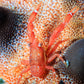 Crinoid Squat Lobster (Assorted) | Allogalathea sp.