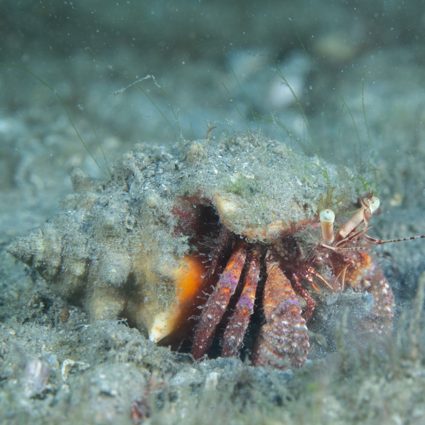 Starry-Eyed Hermit Crab | Dardanus venosus