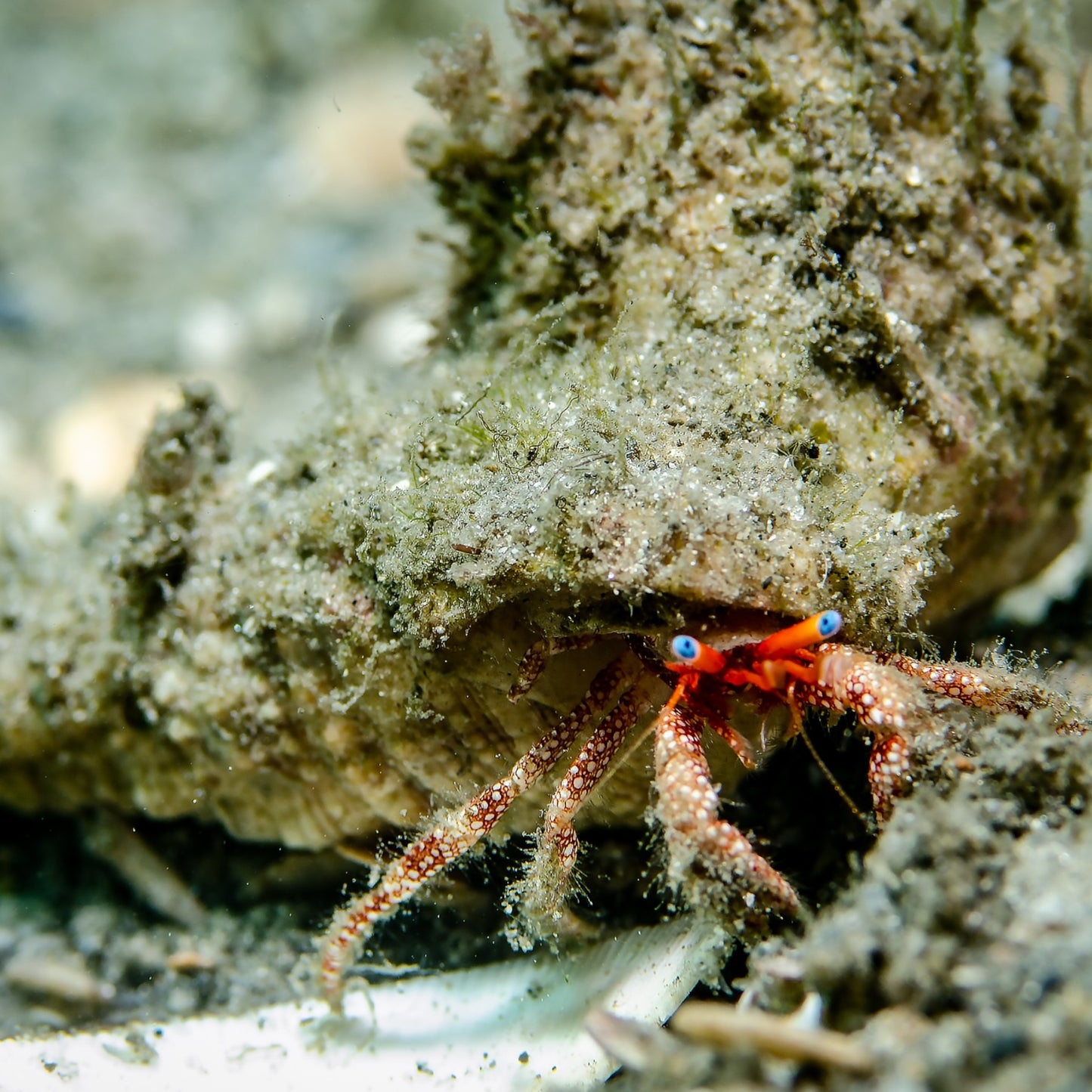 Blue-Eyed Hermit Crab | Paguristes sericeus