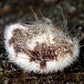 Longspine Heart Urchin | Maretia planulata