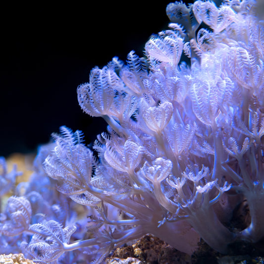Blue-Green Pseudo Xenia | Cespitularia sp.