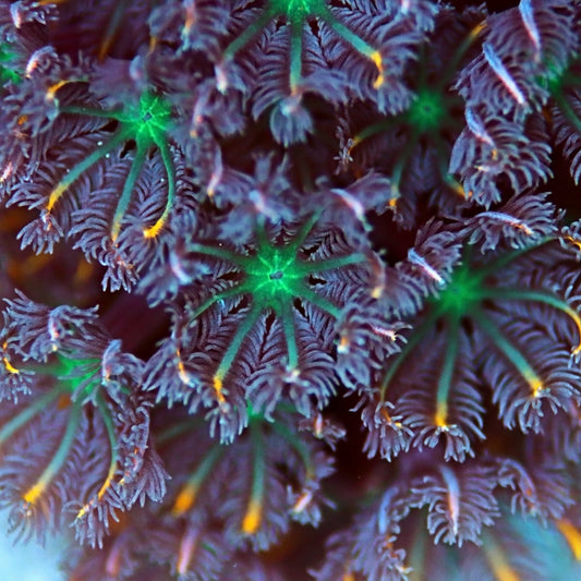 Assorted Color Clove Polyps | Clavularia sp.