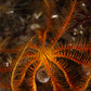 Red Feather Crinoid Starfish | Crinoidea sp.