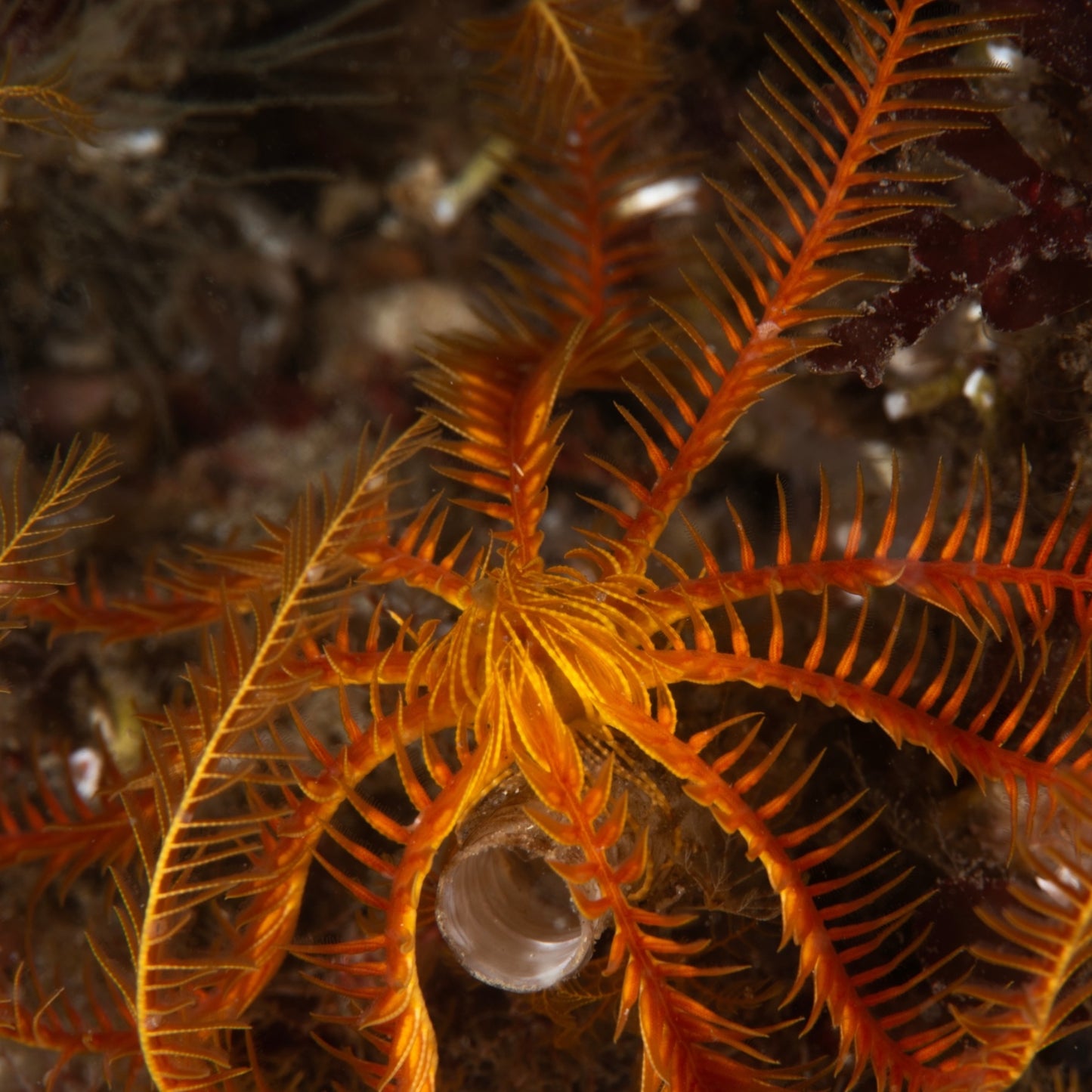 Red Feather Crinoid Starfish | Crinoidea sp.