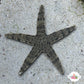 Sand-Sifting Starfish | Archaster typicus