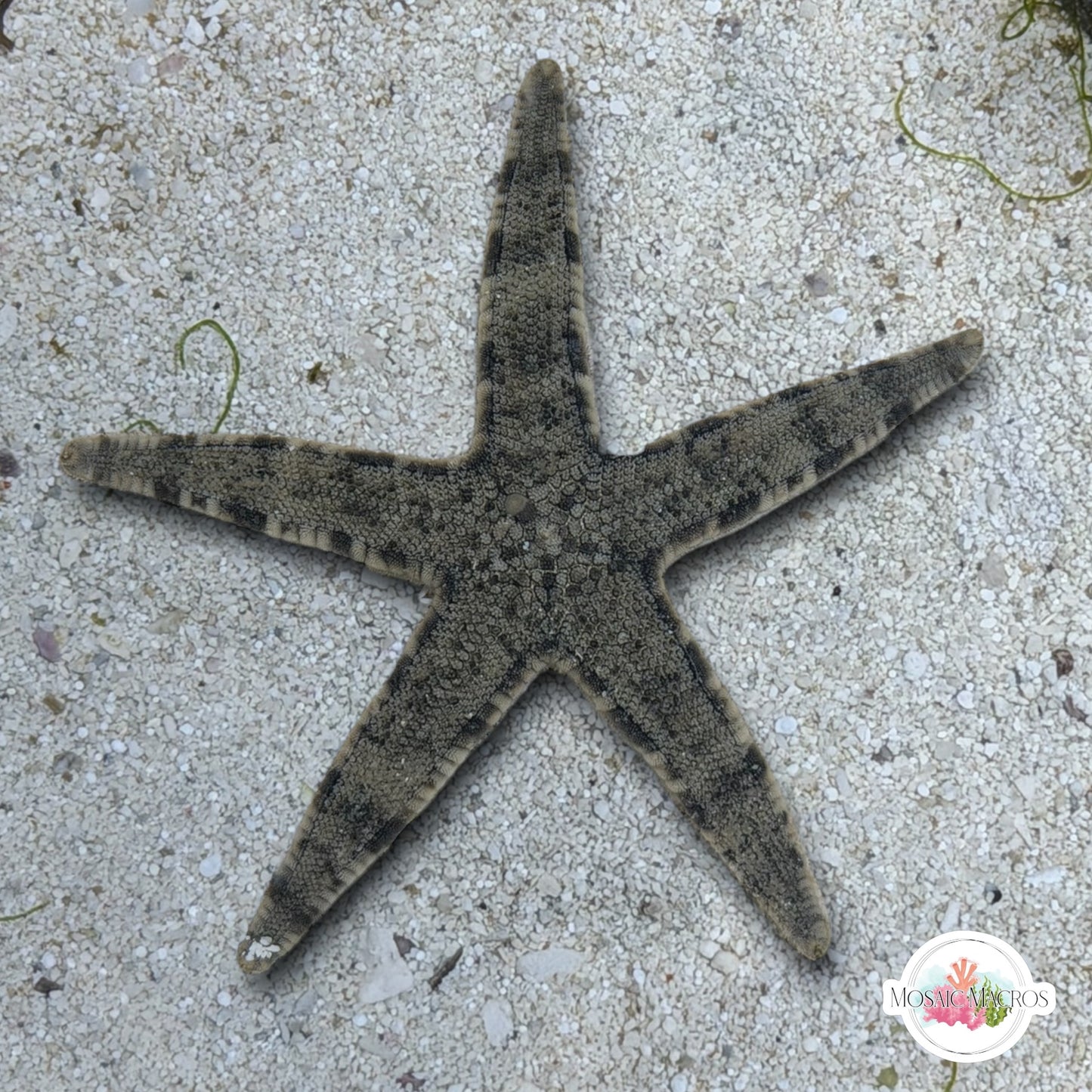 Sand-Sifting Starfish | Archaster typicus