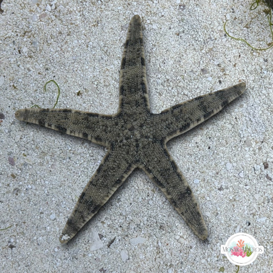 Sand-Sifting Starfish | Archaster typicus
