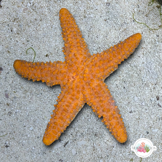 Orange Knobby Starfish | Echinaster echinophorus