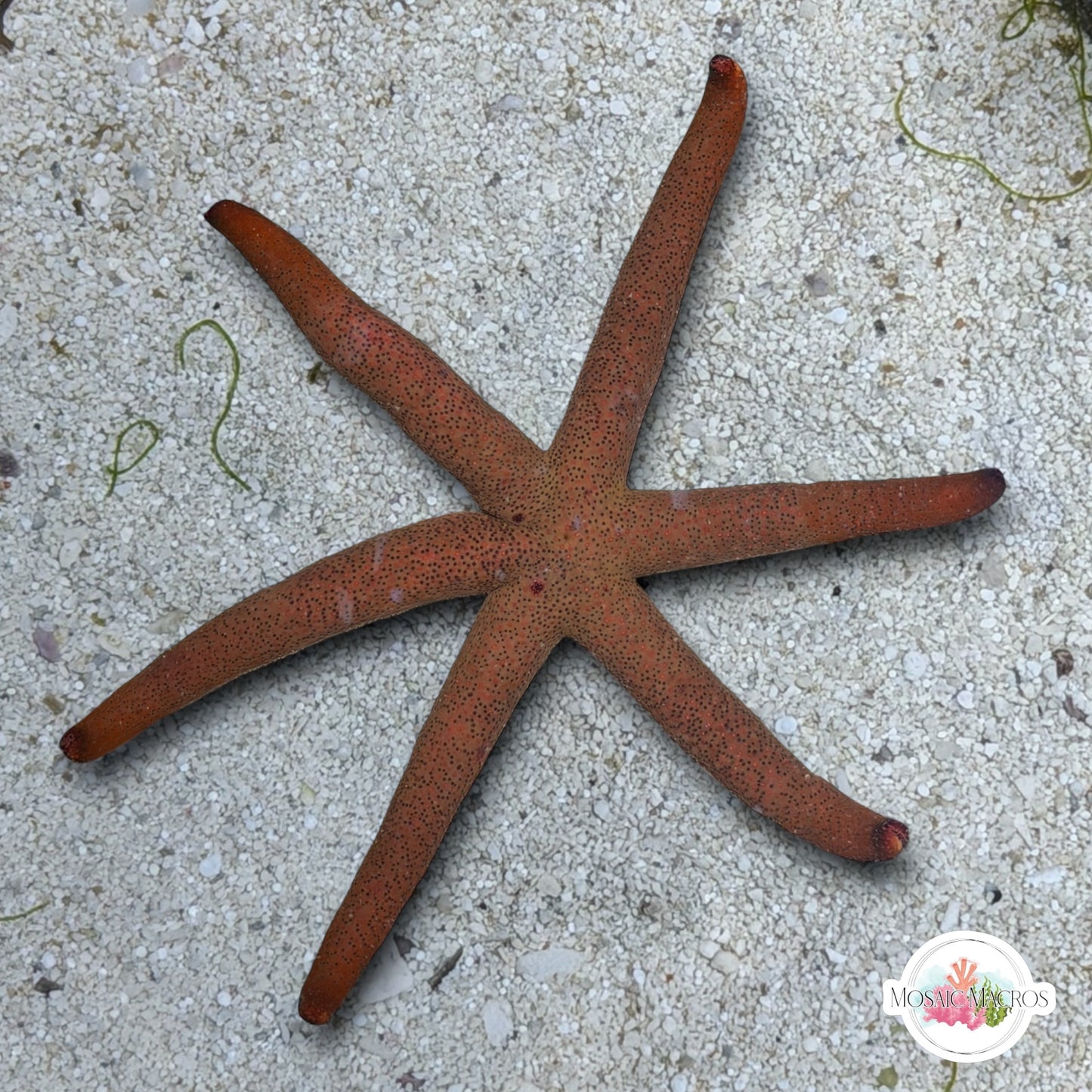 6-Armed Luzon Starfish | Echinaster luzonicus