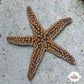 Conical-Spined Starfish | Echinaster sentus