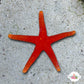 Pacific Yellow-Tip Starfish | Fromia pacifica