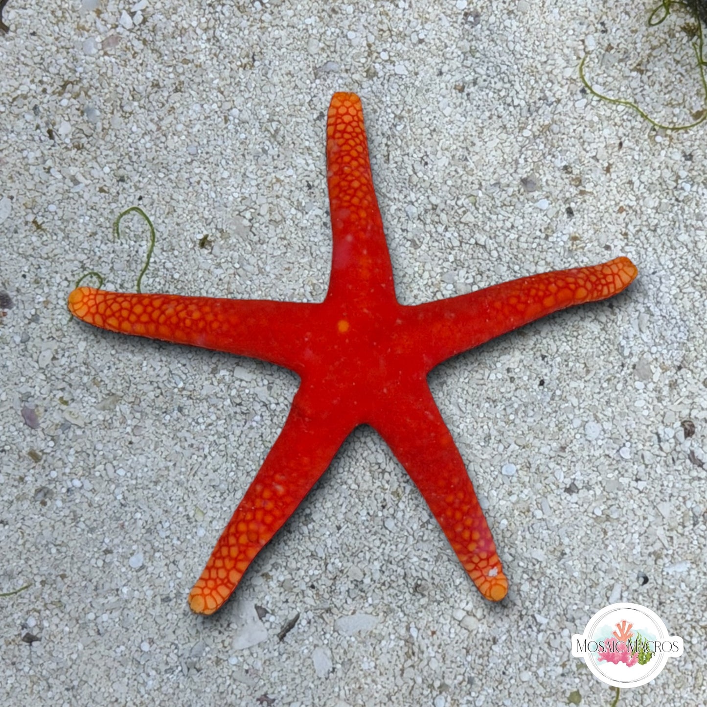 Pacific Yellow-Tip Starfish | Fromia pacifica