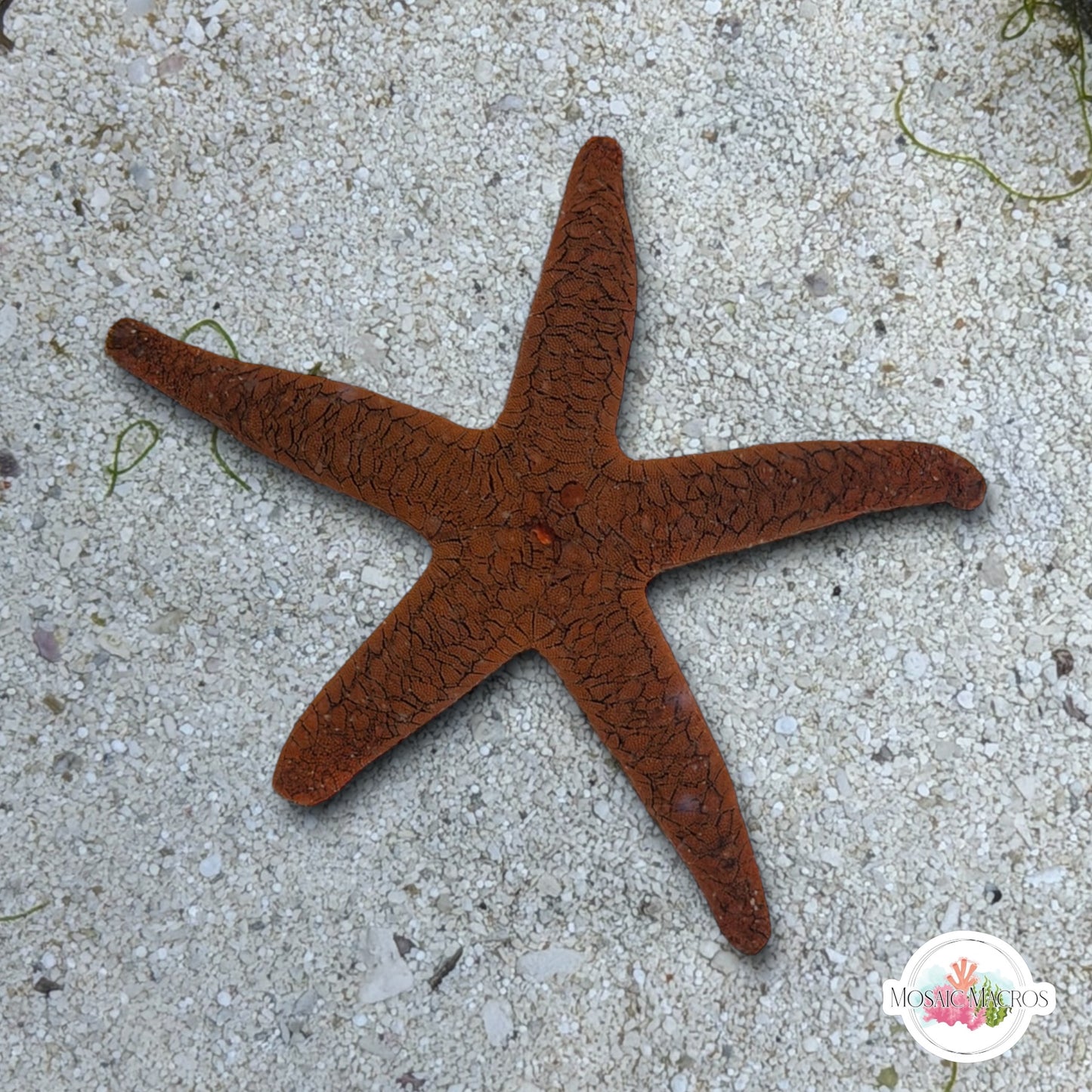 Orange Fromia Starfish | Fromia milleporella
