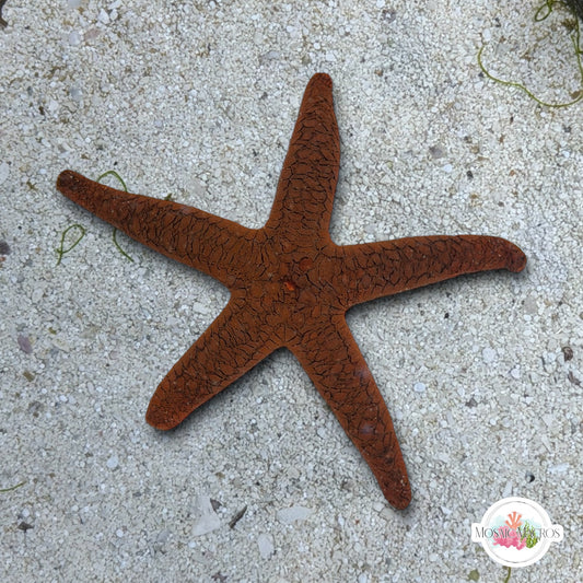 Orange Fromia Starfish | Fromia milleporella
