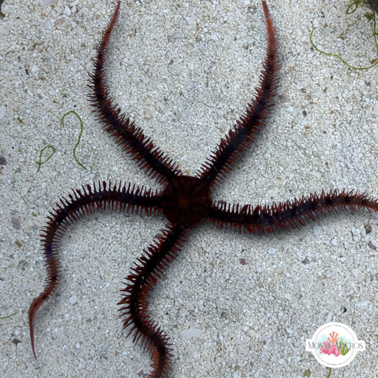 Red Brittle Star | Ophiuroids spp.