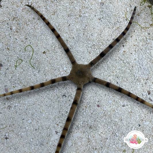 Gray/Black/Banded Serpent Star | Ophiuroids spp.