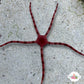 Purple Serpent Star | Ophiuroids spp.