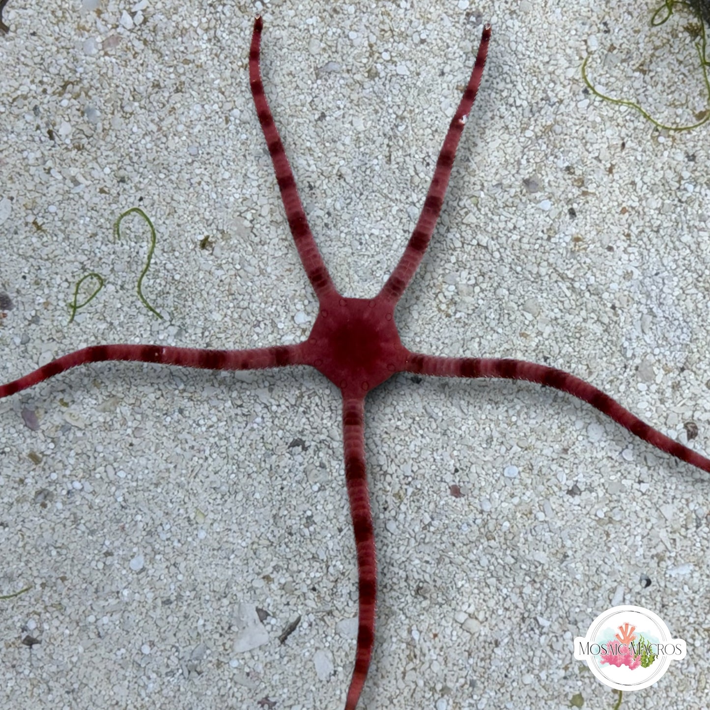 Purple Serpent Star | Ophiuroids spp.