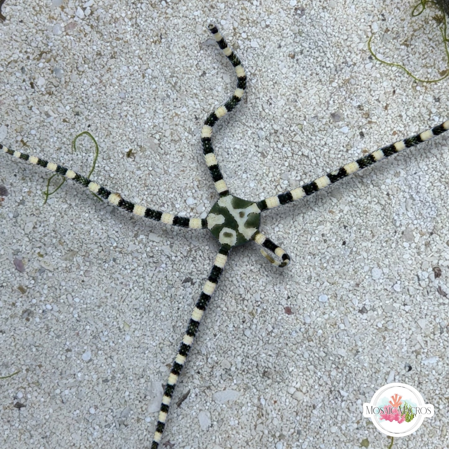Harlequin Serpent Star | Ophiuroids spp.