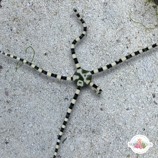 Harlequin Serpent Star | Ophiuroids spp.